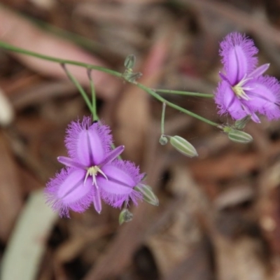 Thysanotus tuberosus subsp. tuberosus (Common Fringe-lily) at Mongarlowe, NSW - 22 Nov 2020 by LisaH