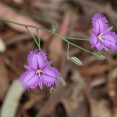 Thysanotus tuberosus subsp. tuberosus (Common Fringe-lily) at Mongarlowe River - 21 Nov 2020 by LisaH