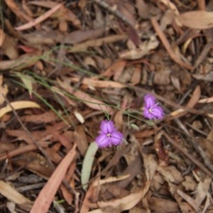 Thysanotus tuberosus subsp. tuberosus at Mongarlowe, NSW - 22 Nov 2020