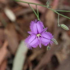 Thysanotus tuberosus subsp. tuberosus at Mongarlowe, NSW - 22 Nov 2020