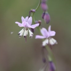 Arthropodium milleflorum (Vanilla Lily) at Mongarlowe River - 21 Nov 2020 by LisaH