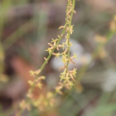 Stackhousia viminea (Slender Stackhousia) at Mongarlowe River - 21 Nov 2020 by LisaH