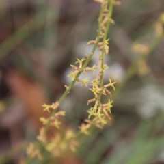 Stackhousia viminea at Northangera, NSW - 22 Nov 2020