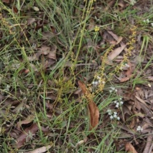 Stackhousia viminea at Northangera, NSW - 22 Nov 2020