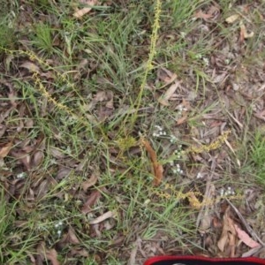 Stackhousia viminea at Northangera, NSW - 22 Nov 2020