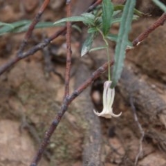 Billardiera scandens at Mongarlowe, NSW - 22 Nov 2020