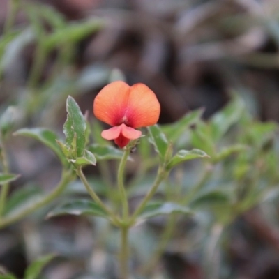 Podolobium procumbens (Trailing Shaggy-Pea) at Mongarlowe River - 21 Nov 2020 by LisaH