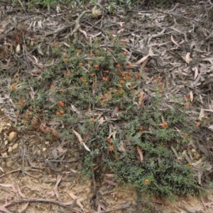 Podolobium procumbens at Mongarlowe, NSW - 22 Nov 2020