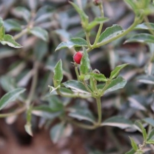 Podolobium procumbens at Mongarlowe, NSW - 22 Nov 2020