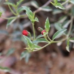 Podolobium procumbens at Mongarlowe, NSW - 22 Nov 2020