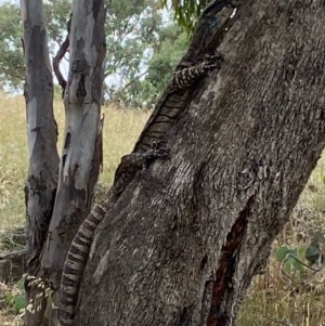 Varanus varius at Uriarra, NSW - suppressed