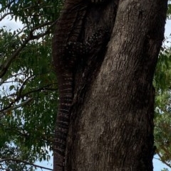 Varanus varius at Uriarra, NSW - 22 Nov 2020