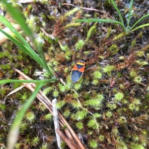 Dindymus versicolor at Wee Jasper, NSW - 22 Nov 2020