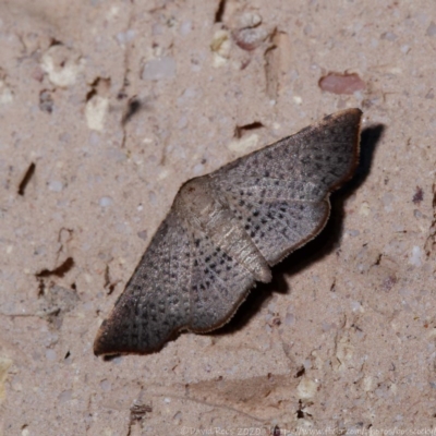Aglaopus centiginosa (Dark-fringed Leaf Moth) at Harrison, ACT - 22 Nov 2020 by DPRees125