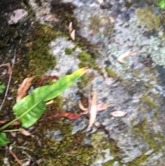 Rumex brownii at Wee Jasper, NSW - suppressed