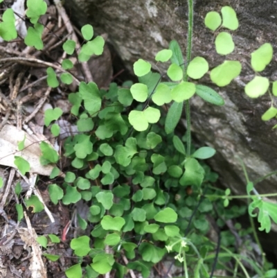 Adiantum aethiopicum (Common Maidenhair Fern) at Wee Jasper, NSW - 21 Nov 2020 by Tapirlord