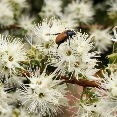 Phyllotocus rufipennis (Nectar scarab) at Aranda, ACT - 23 Nov 2020 by KMcCue