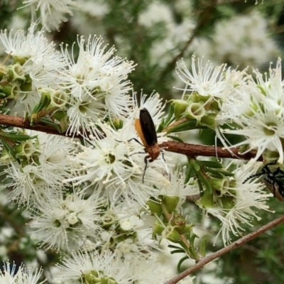 Bibio imitator (Garden maggot) at Aranda, ACT - 22 Nov 2020 by KMcCue