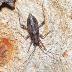 Miridae (family) (Unidentified plant bug) at ANBG - 17 Nov 2020 by TimL