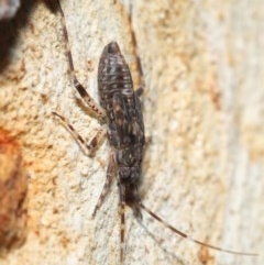 Miridae (family) at Downer, ACT - 18 Nov 2020 01:13 AM