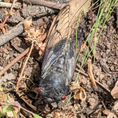 Psaltoda moerens (Redeye cicada) at Hughes, ACT - 22 Nov 2020 by JackyF