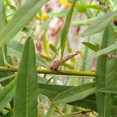 Lepidoscia (genus) IMMATURE (Unidentified Cone Case Moth larva, pupa, or case) at ANBG - 21 Nov 2020 by Angus44