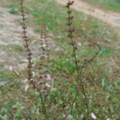 Rumex brownii (Slender Dock) at Hughes, ACT - 21 Nov 2020 by JackyF