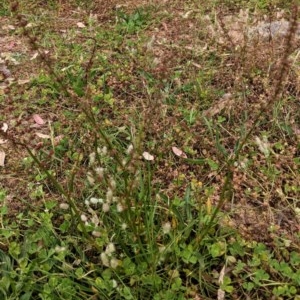 Rumex brownii at Hughes, ACT - 22 Nov 2020