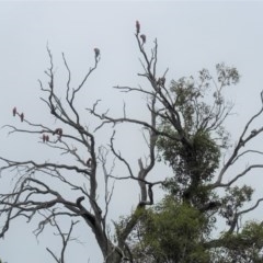 Eolophus roseicapilla (Galah) at Hughes, ACT - 21 Nov 2020 by JackyF