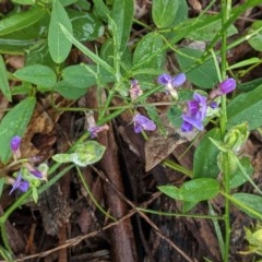 Glycine tabacina (Variable Glycine) at Deakin, ACT - 21 Nov 2020 by JackyF