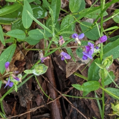 Glycine tabacina (Variable Glycine) at Deakin, ACT - 22 Nov 2020 by JackyF