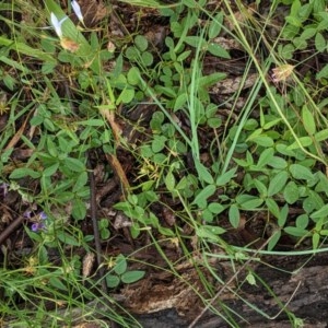 Glycine tabacina at Deakin, ACT - 22 Nov 2020