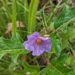 Solanum cinereum (Narrawa Burr) at Deakin, ACT - 21 Nov 2020 by JackyF