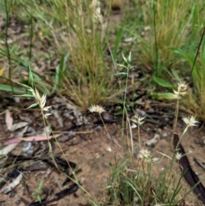 Rytidosperma sp. at Deakin, ACT - 21 Nov 2020