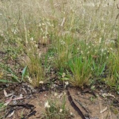 Rytidosperma sp. at Deakin, ACT - 21 Nov 2020