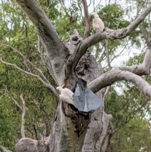 Cacatua galerita at Hughes, ACT - 21 Nov 2020 11:51 PM