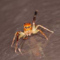 Prostheclina amplior (Orange Jumping Spider) at ANBG - 20 Nov 2020 by rawshorty