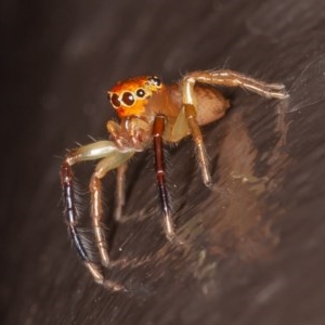 Prostheclina amplior at Acton, ACT - 20 Nov 2020 10:37 PM