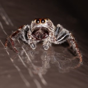 Opisthoncus sp. (genus) at Acton, ACT - 20 Nov 2020