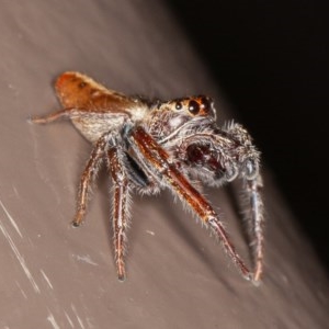 Opisthoncus sp. (genus) at Acton, ACT - 20 Nov 2020 11:05 PM