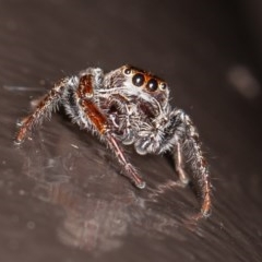 Opisthoncus sp. (genus) at Acton, ACT - 20 Nov 2020