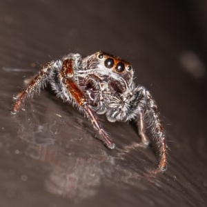 Opisthoncus sp. (genus) at Acton, ACT - 20 Nov 2020