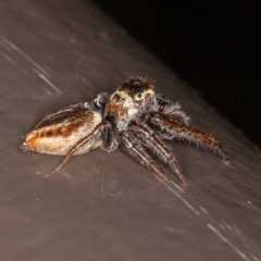 Opisthoncus sp. (genus) at Acton, ACT - 20 Nov 2020 11:05 PM