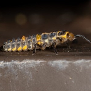 Coccinellidae (family) at Acton, ACT - 20 Nov 2020