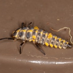 Coccinellidae (family) at Acton, ACT - 20 Nov 2020