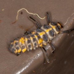 Coccinellidae (family) at Acton, ACT - 20 Nov 2020