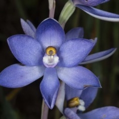 Thelymitra sp. (nuda complex) (Sun Orchid) at Kaleen, ACT - 10 Nov 2020 by DerekC