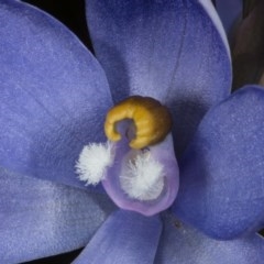 Thelymitra sp. (nuda complex) at Kaleen, ACT - 10 Nov 2020