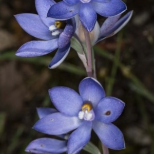 Thelymitra sp. (nuda complex) at Kaleen, ACT - 10 Nov 2020