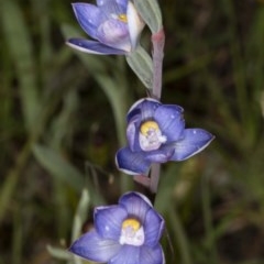 Thelymitra pauciflora (Slender Sun Orchid) at Kaleen, ACT - 10 Nov 2020 by DerekC